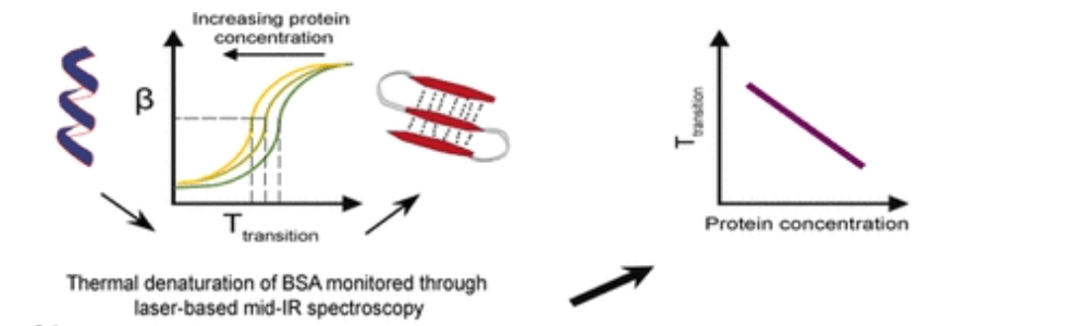 Protein concentration effects using EC-QCL spectroscopy | Temperature control with Meerstetter
