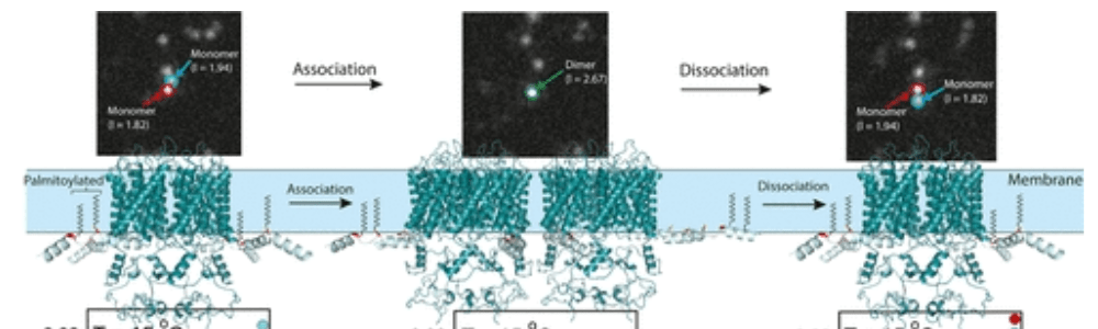 Thermodynamics of protein palmitoylation | Temperature control with Meerstetter