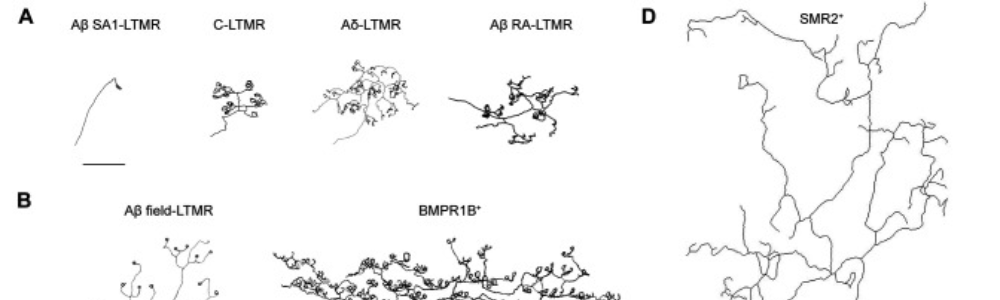 DRG neuron toolkit developed | Temperature control with Meerstetter TEC Controller TEC-1089