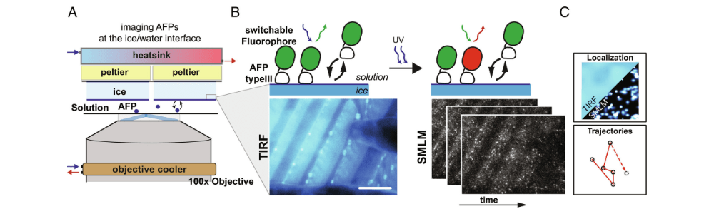 Meerstetter TEC controller enables precise temperature control in PNAS study on brain cooling